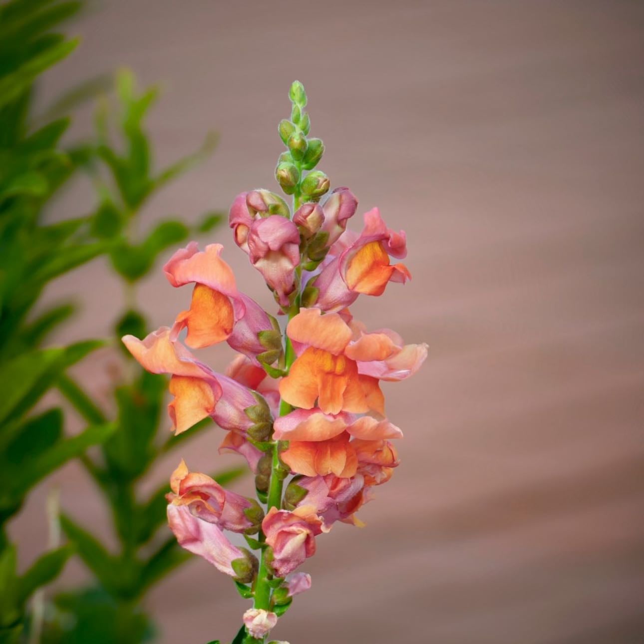 Snapdragon