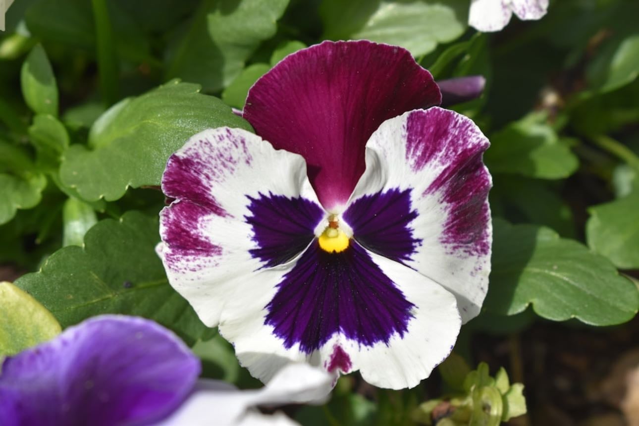 Pansy