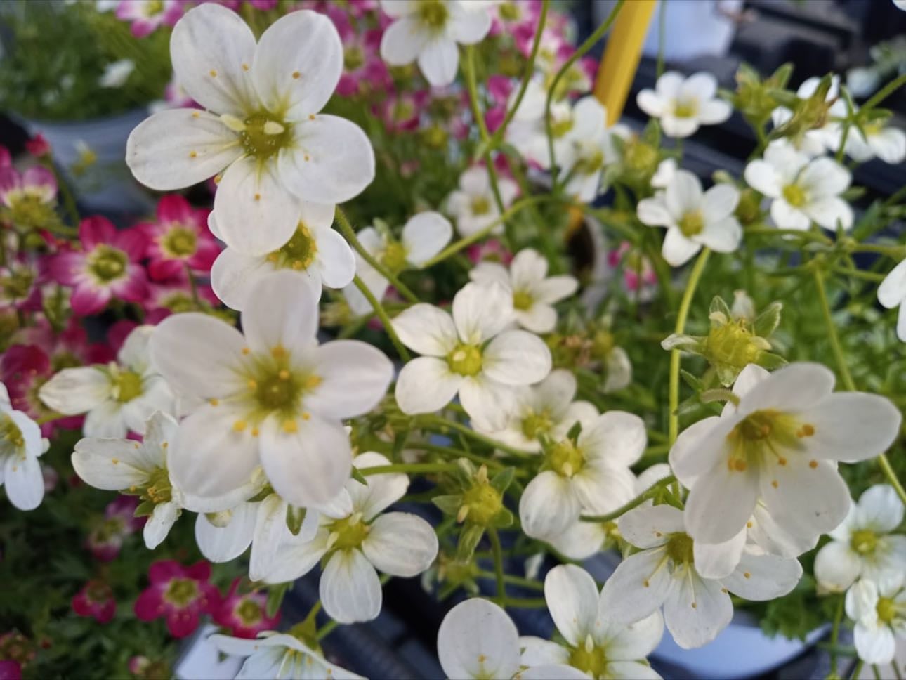 Waxflower