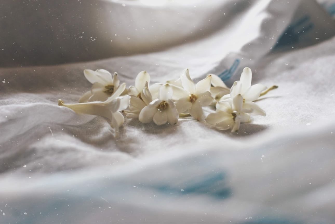 Tuberose