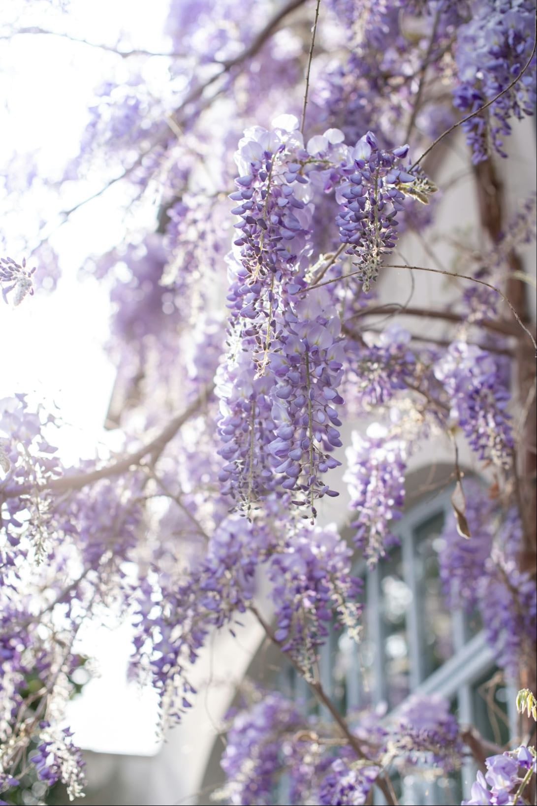 Wisteria