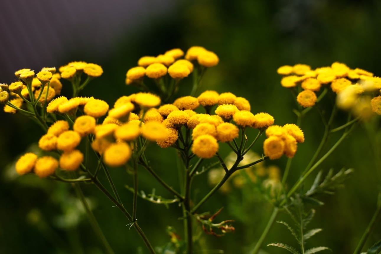 Tansy