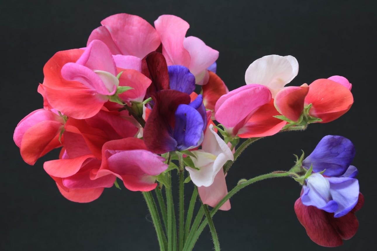 Sweet pea