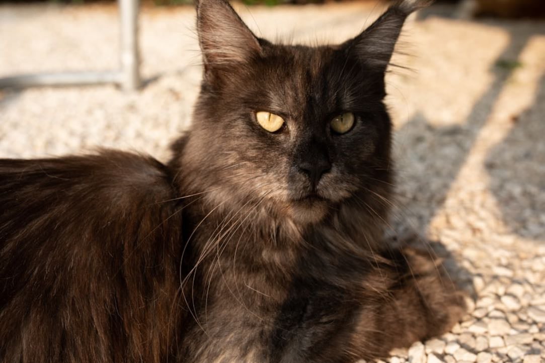 maine coons