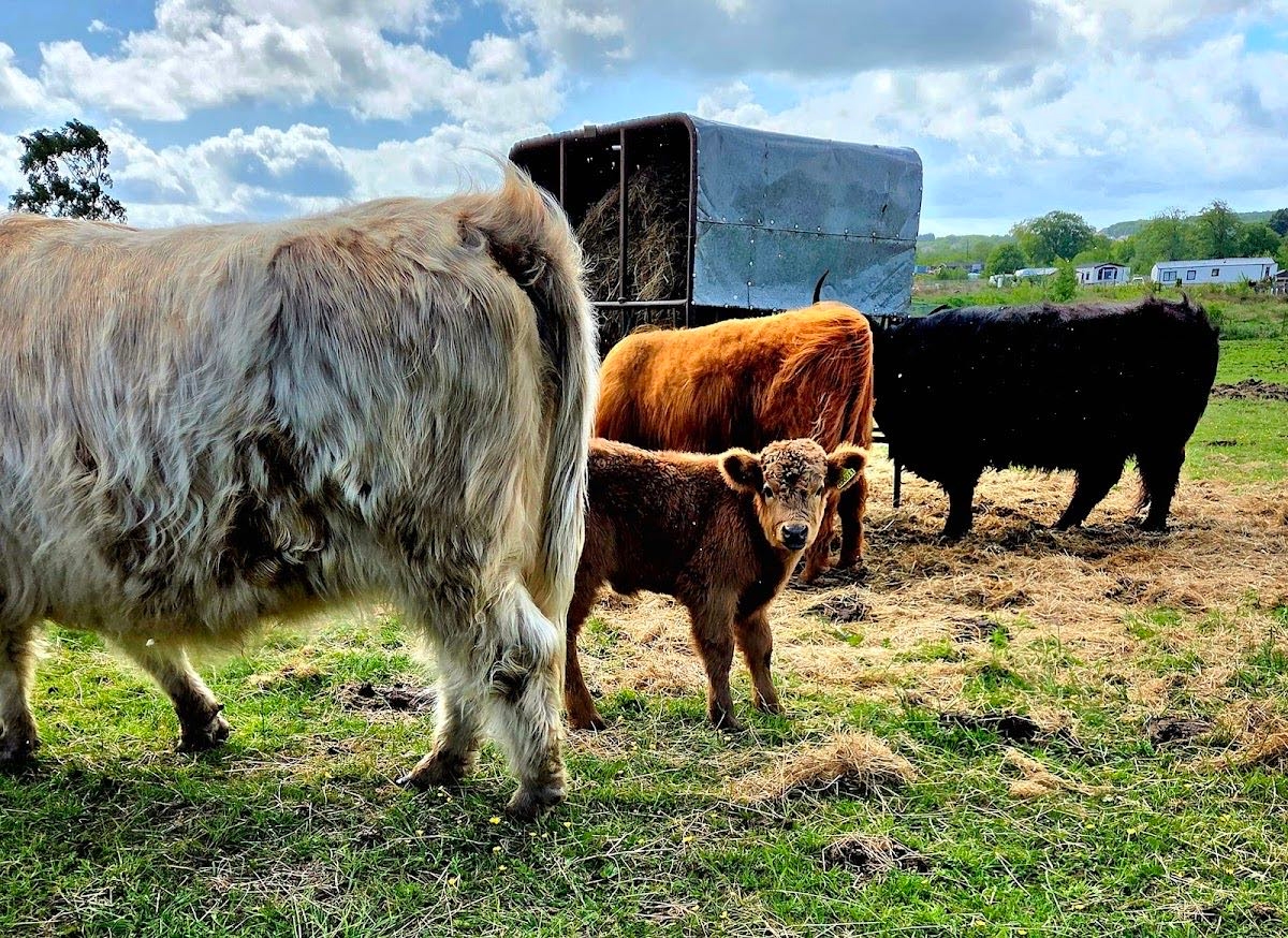 The Kelty Highland Coos - Edinburgh