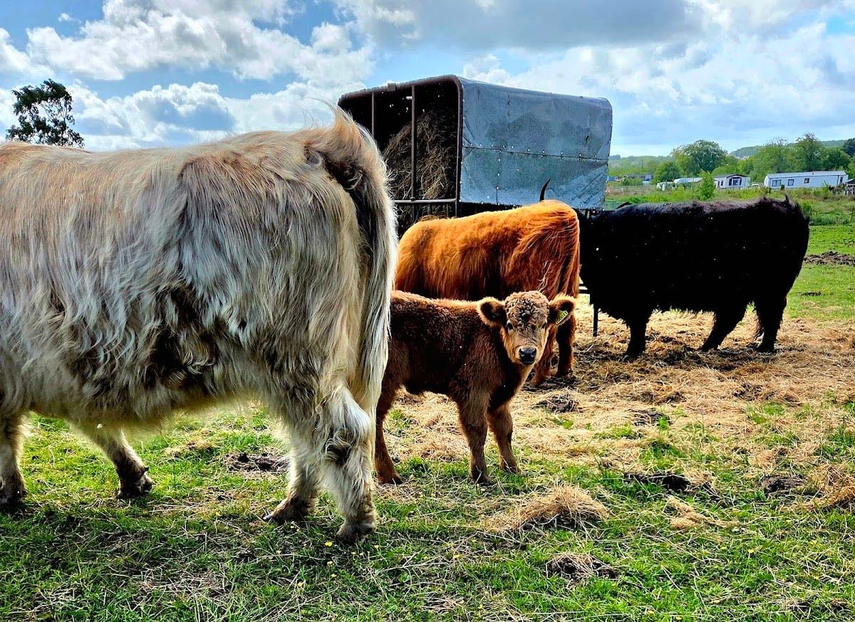 The Kelty Highland Coos - Edinburgh