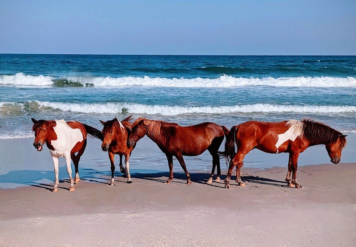 Assateague Island