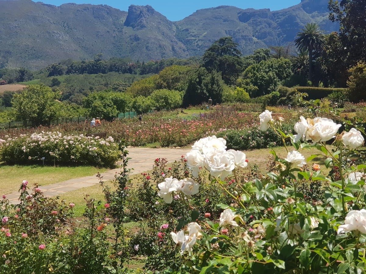 Chart Farm | Roses and Coffee Shop - Rose Picking