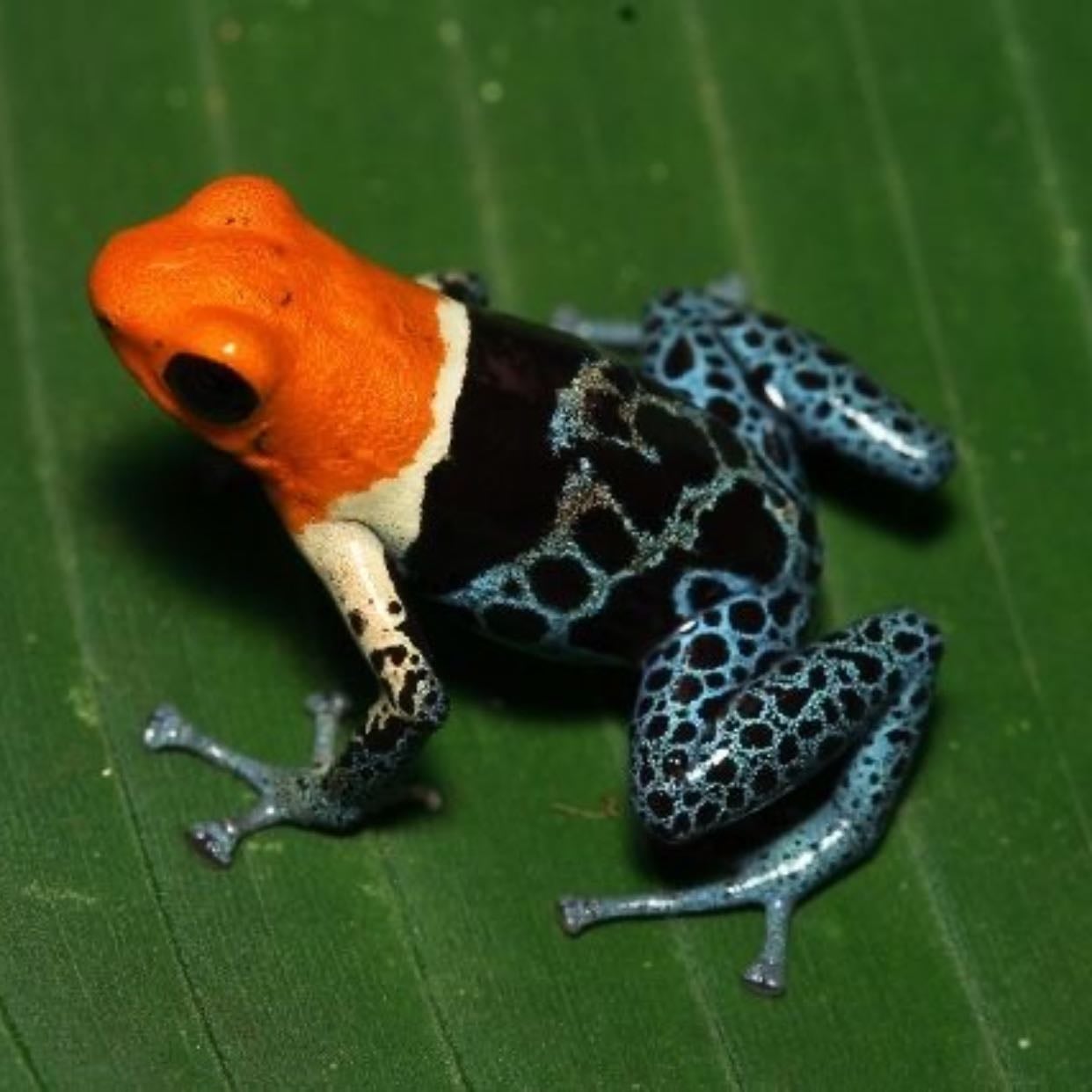 Ranitomeya fantastica