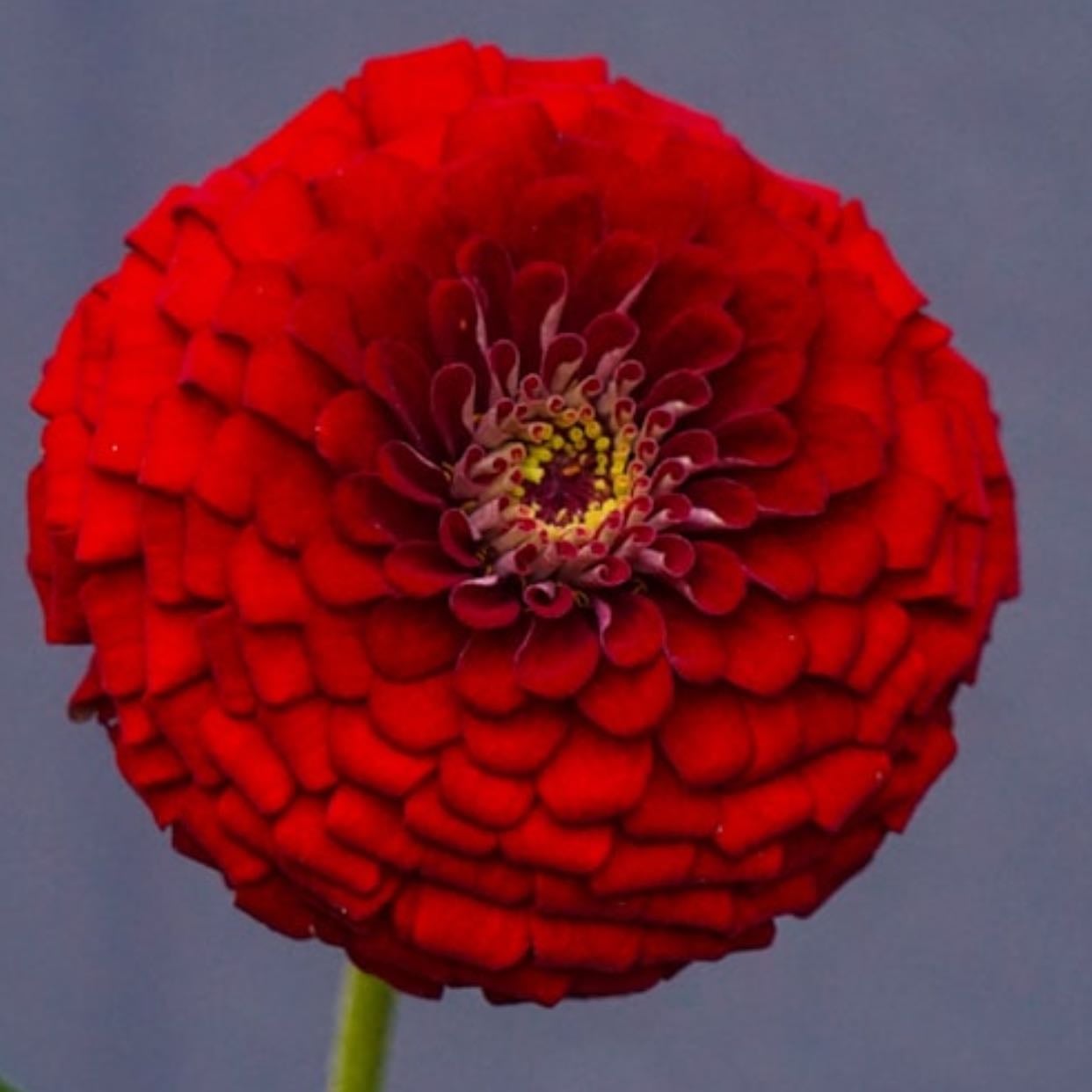 Red Zinnia