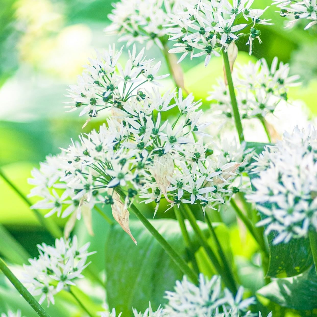 Allium flowers