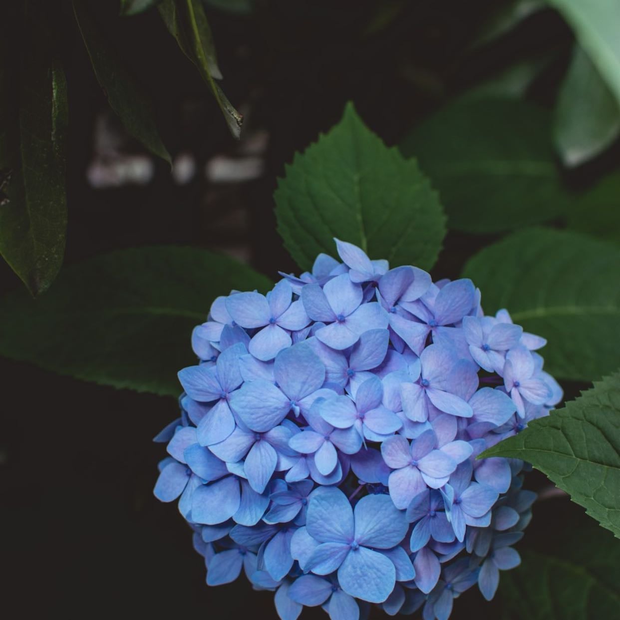Hydrangea