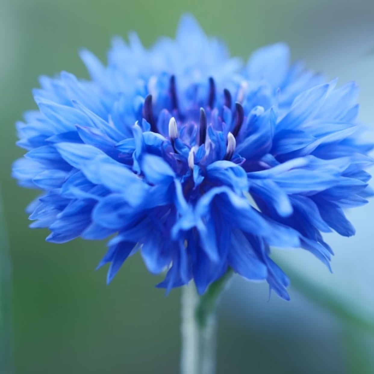 Cornflower