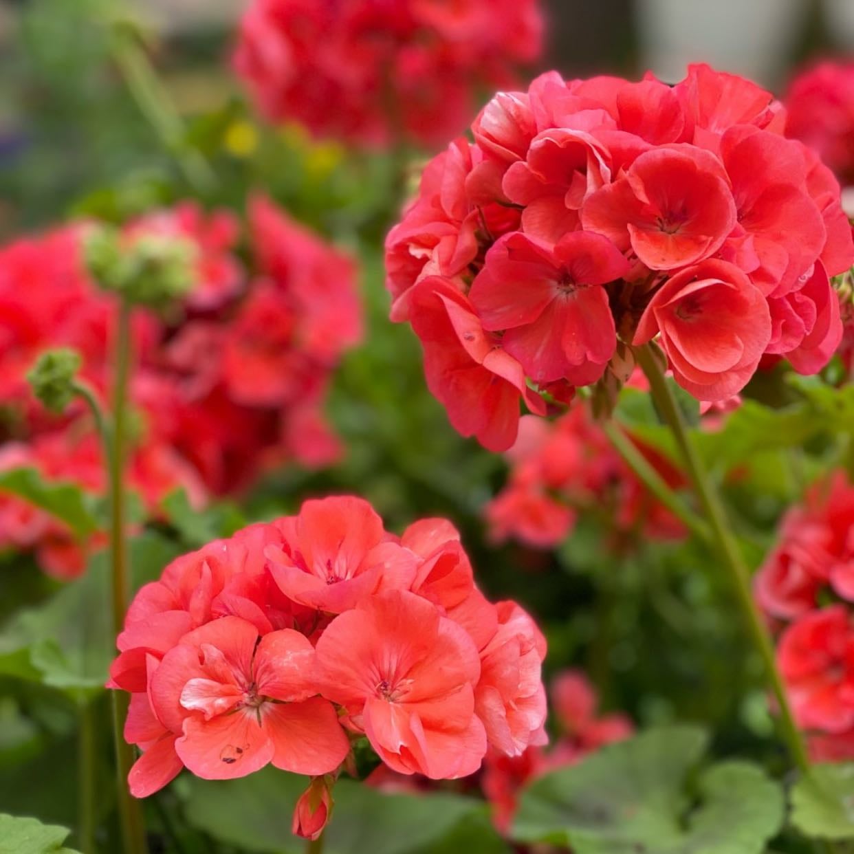 Red Geranium