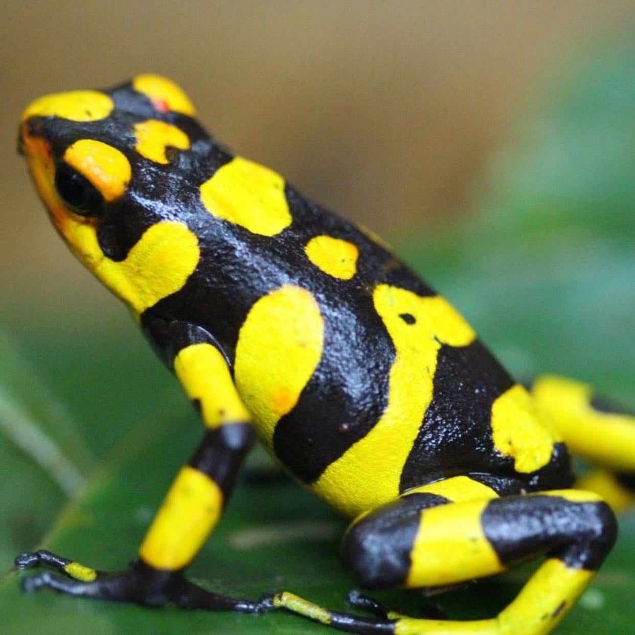bumblebee frog (Melanophryniscus stelzneri)