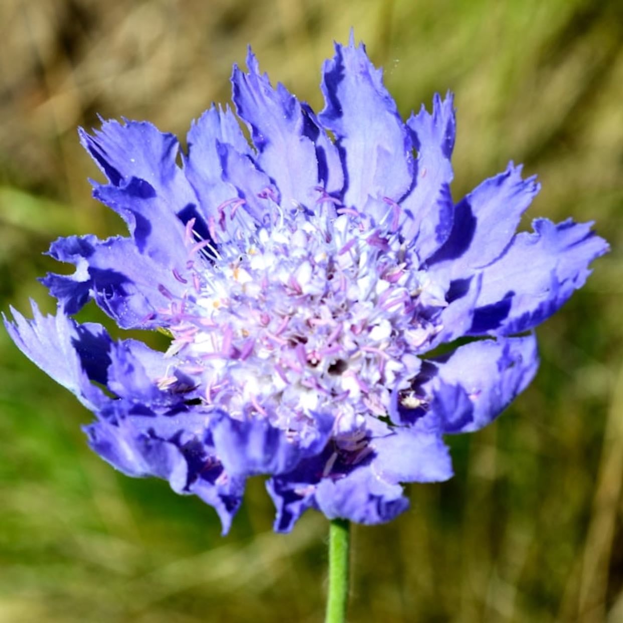 Scabiosa