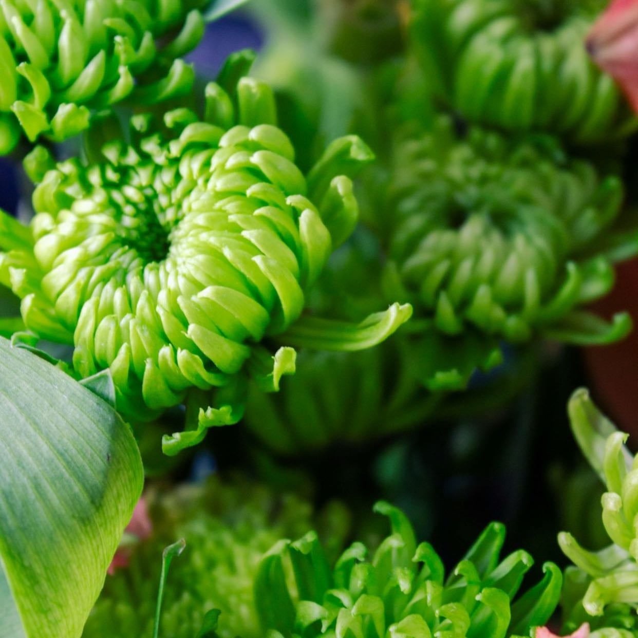 Chrysanthemum