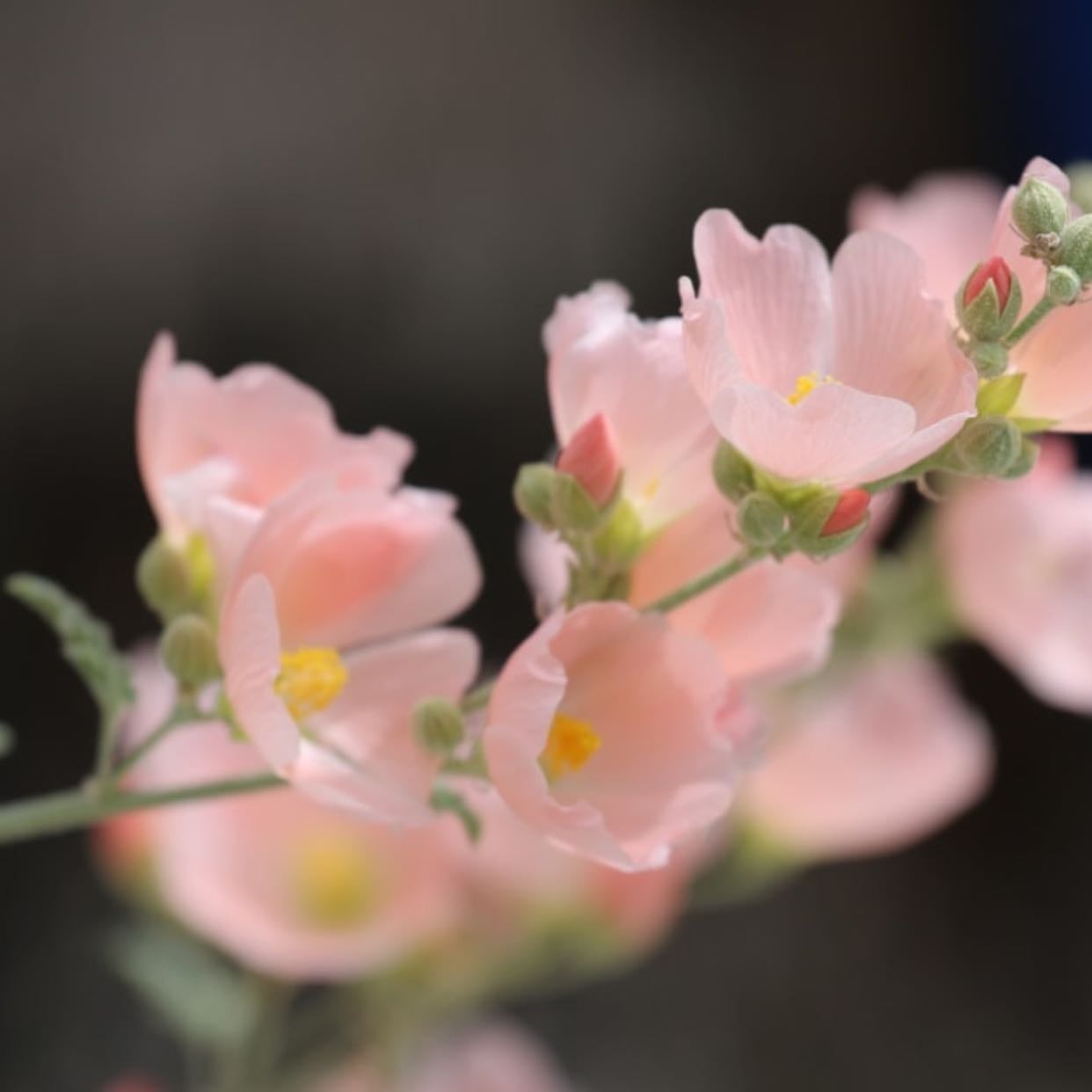 Mallow