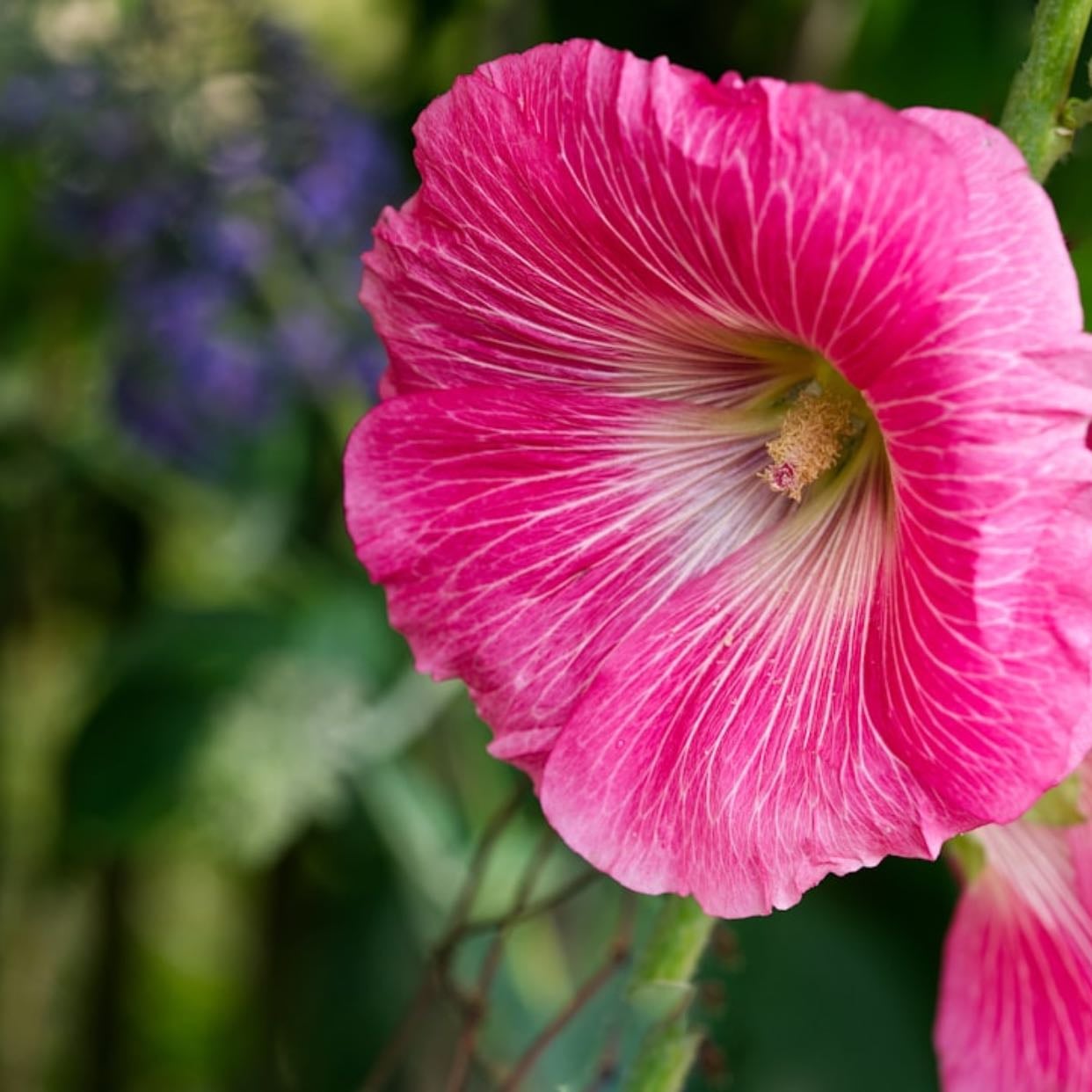 Hollyhock