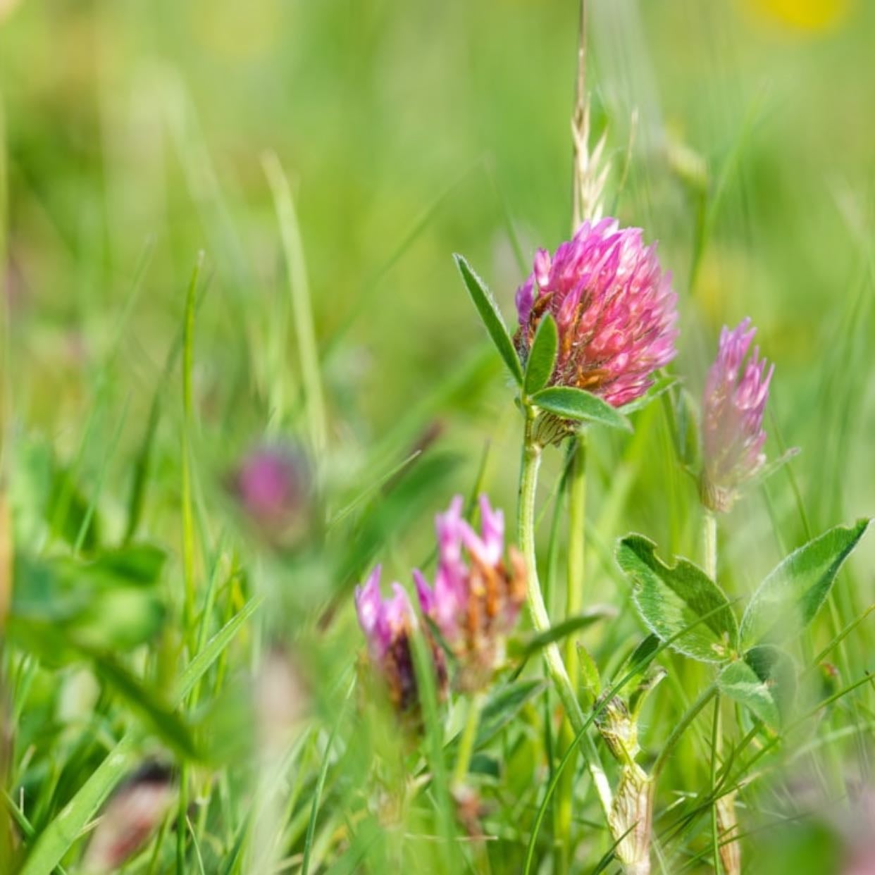 Red Clover