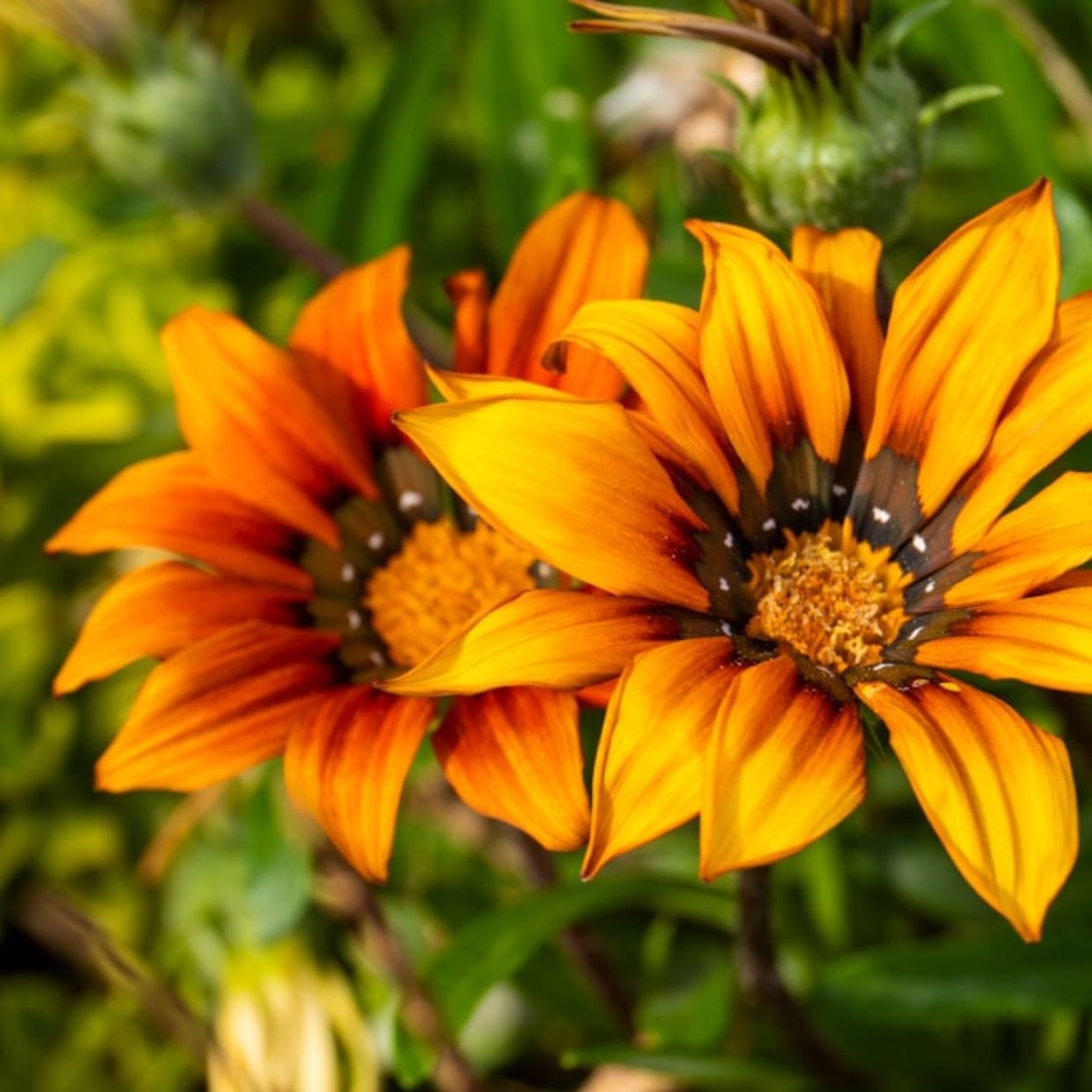 Gazania