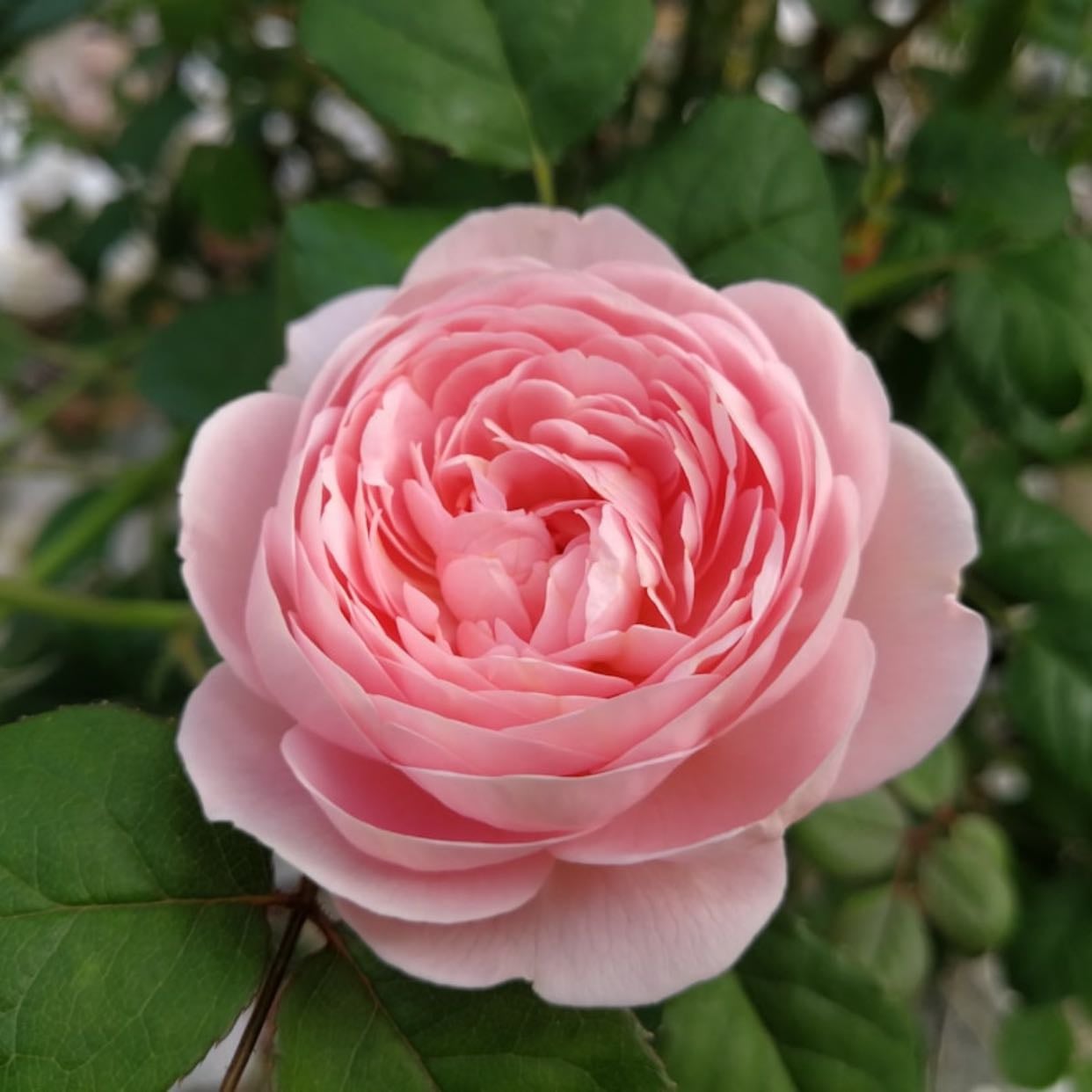 Pink Rose
