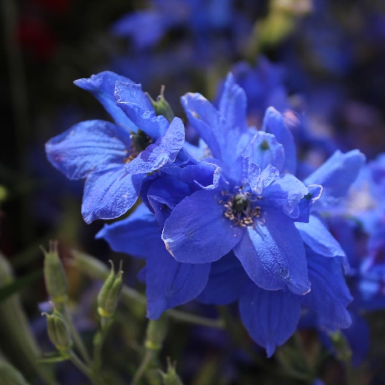 Delphinium