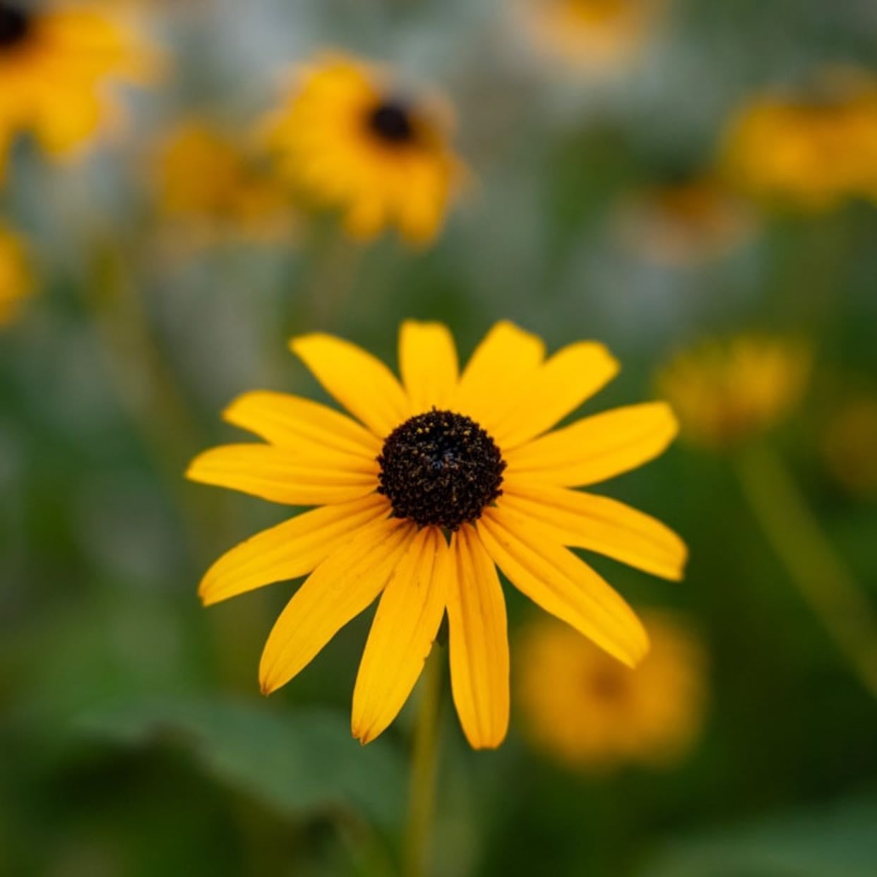 Black-eyed Susan