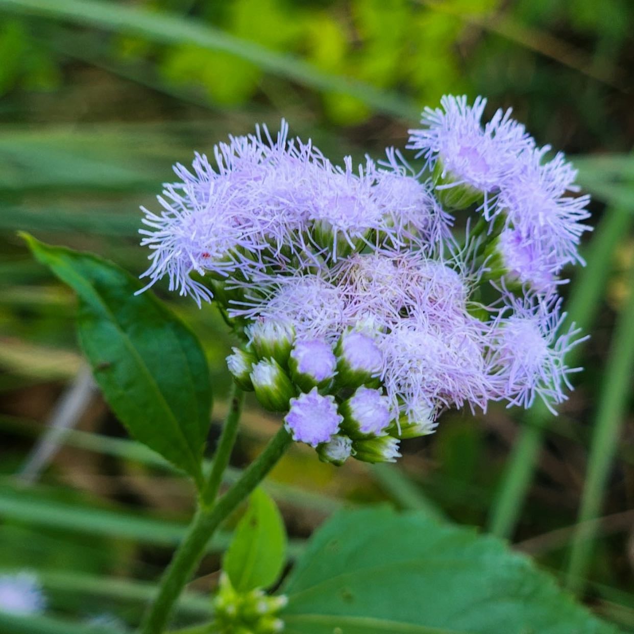 Ageratum