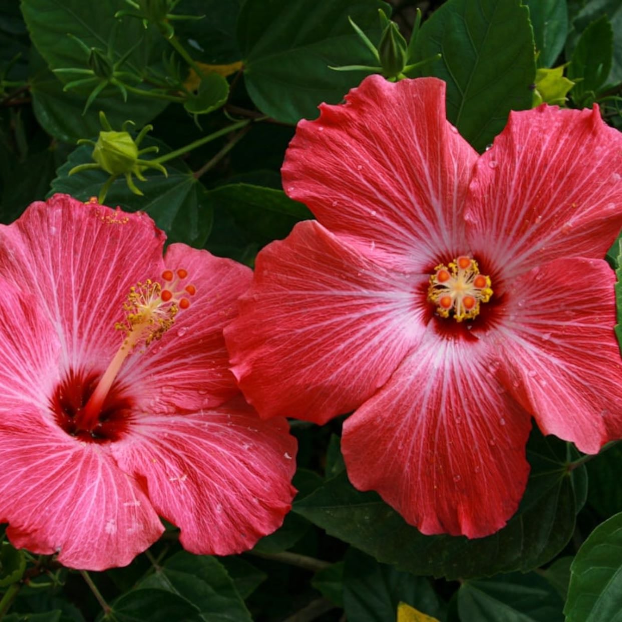 Hibiscus