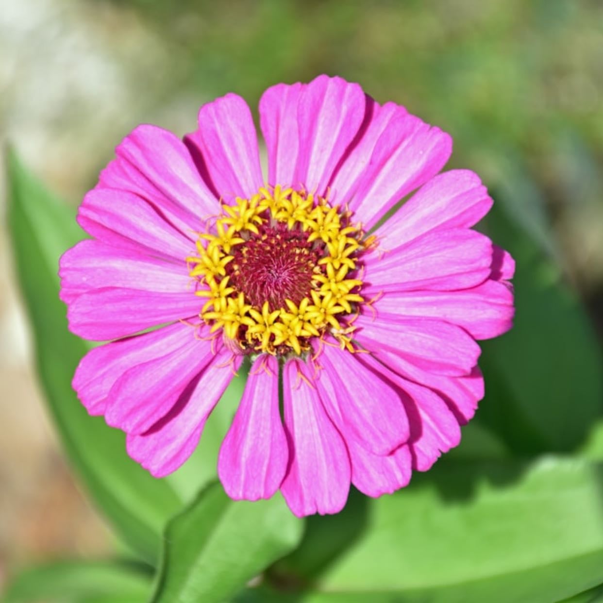 Zinnia
