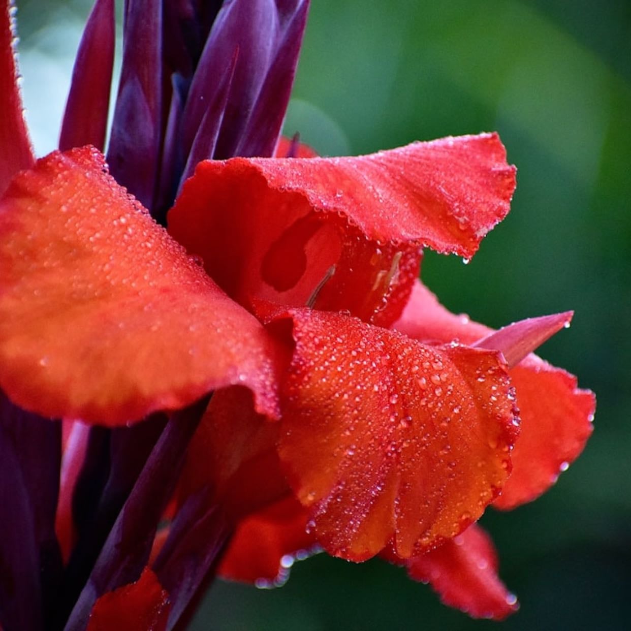 Canna Lily