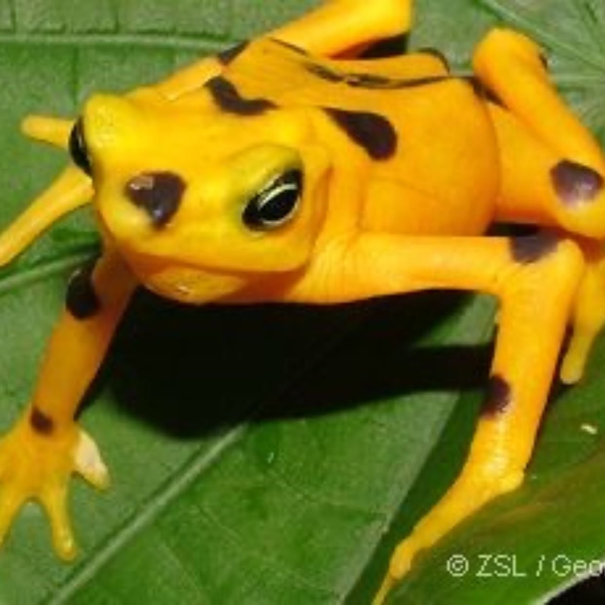 Panamanian Golden Frog (Atelopus zeteki)