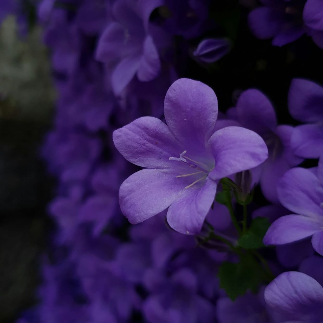Violet