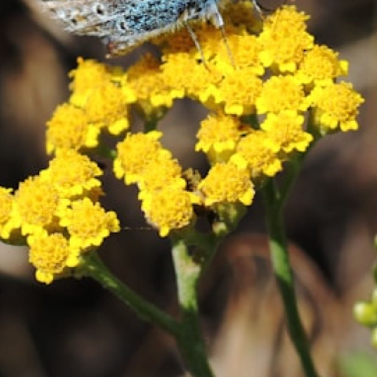 Yellow Yarrow