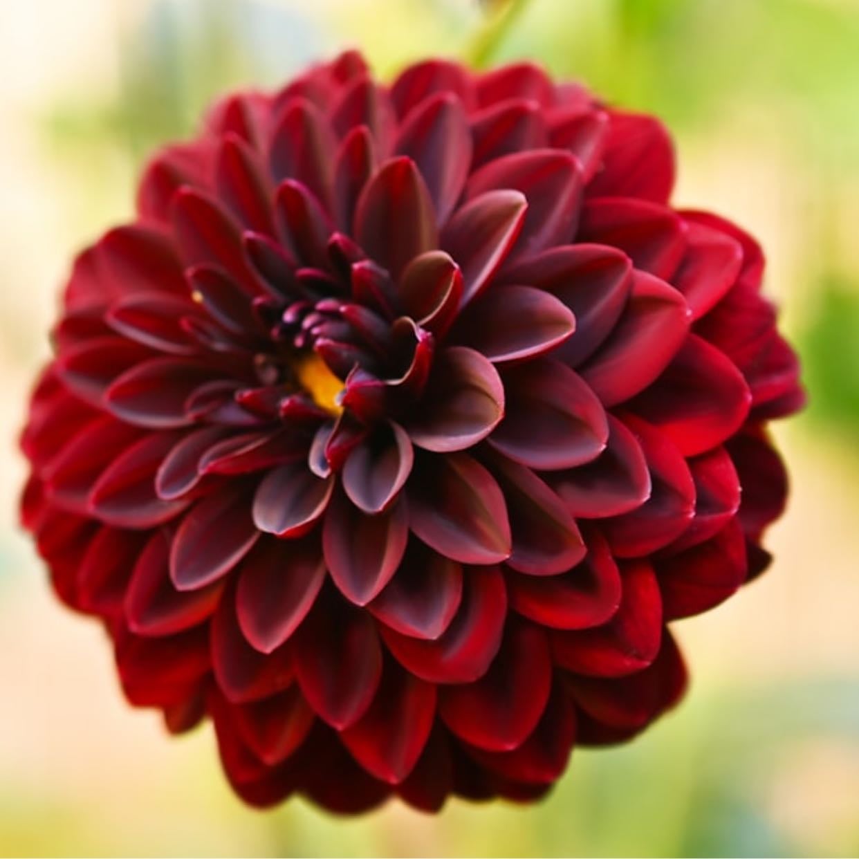 Red Dahlia