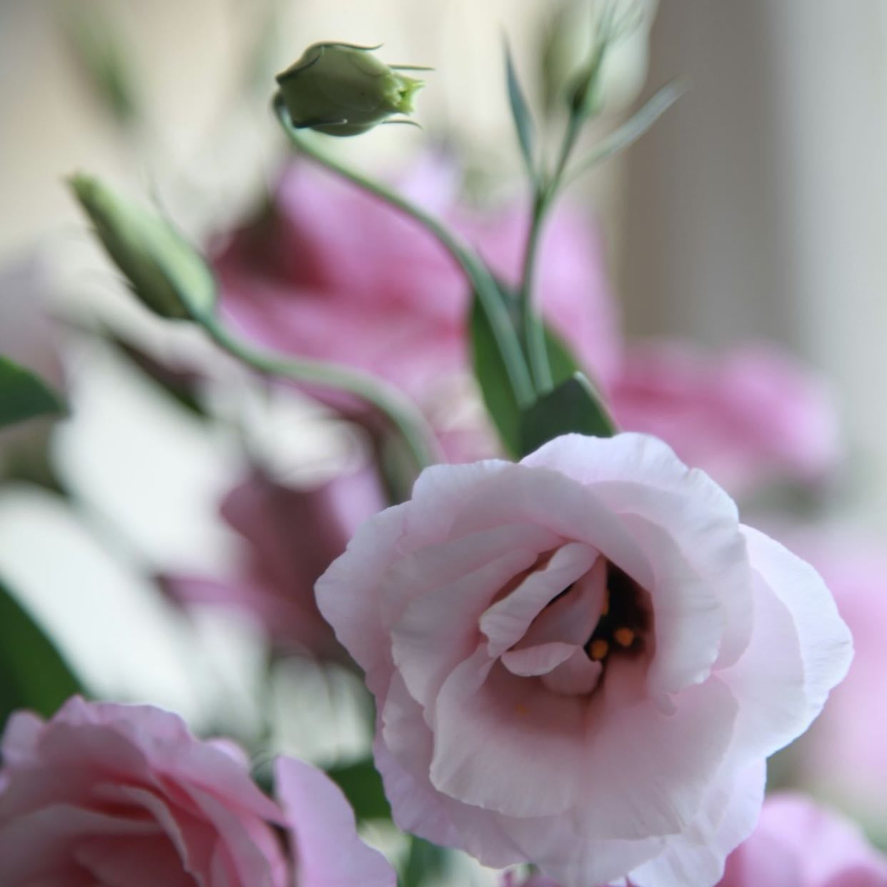 Lisianthus