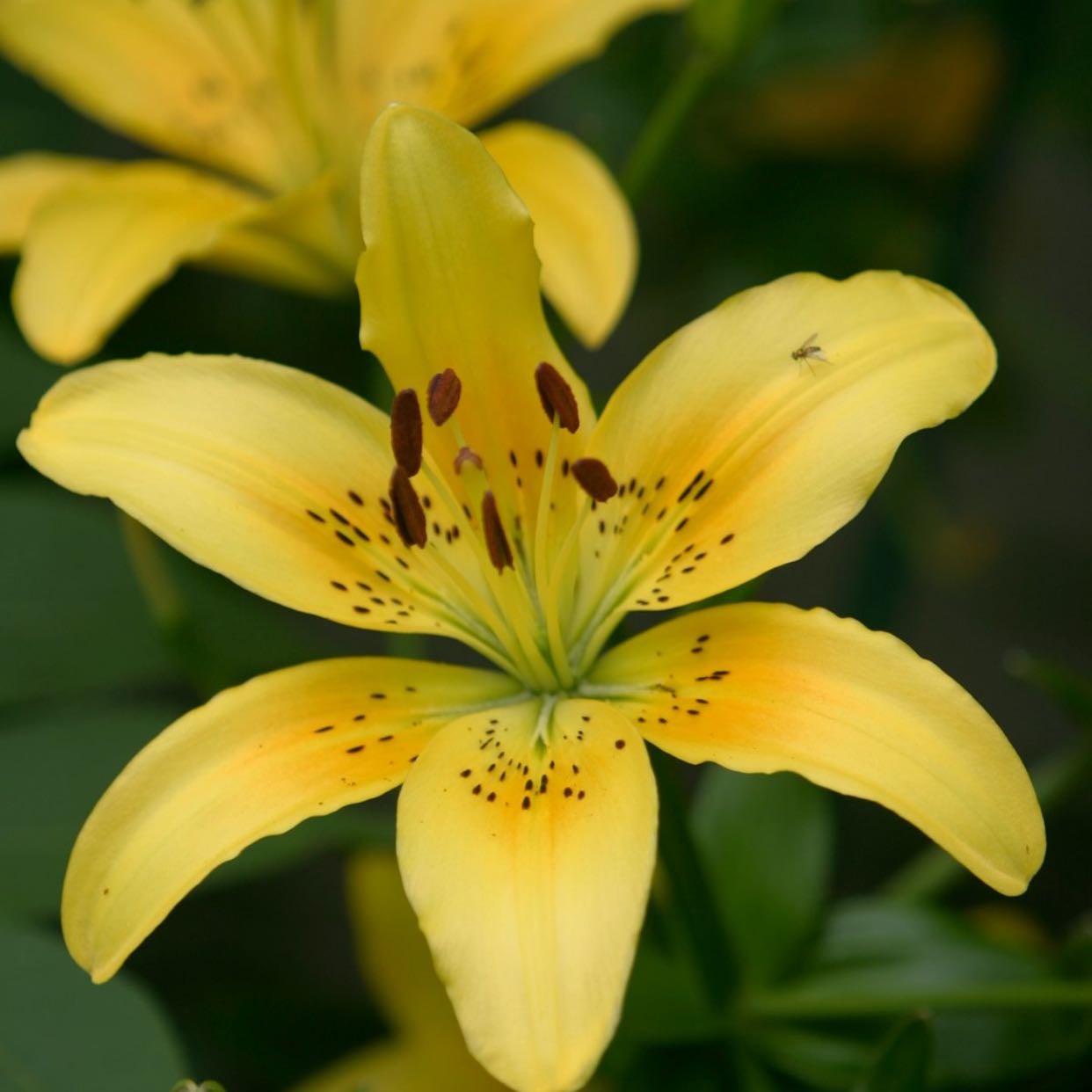 Yellow Lily