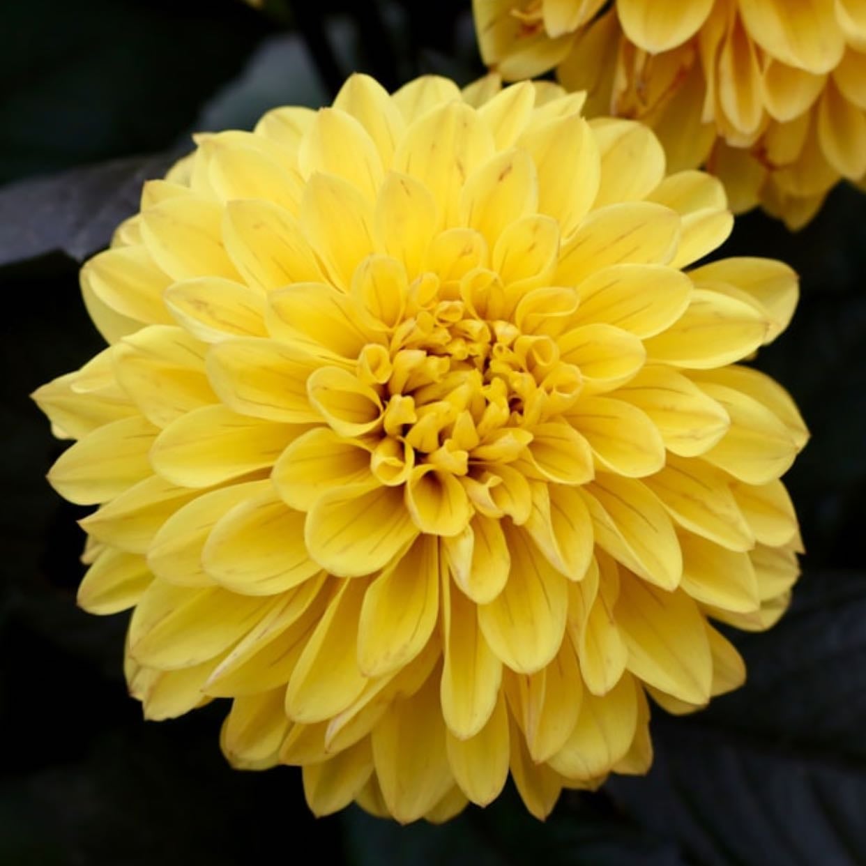 Yellow Dahlia