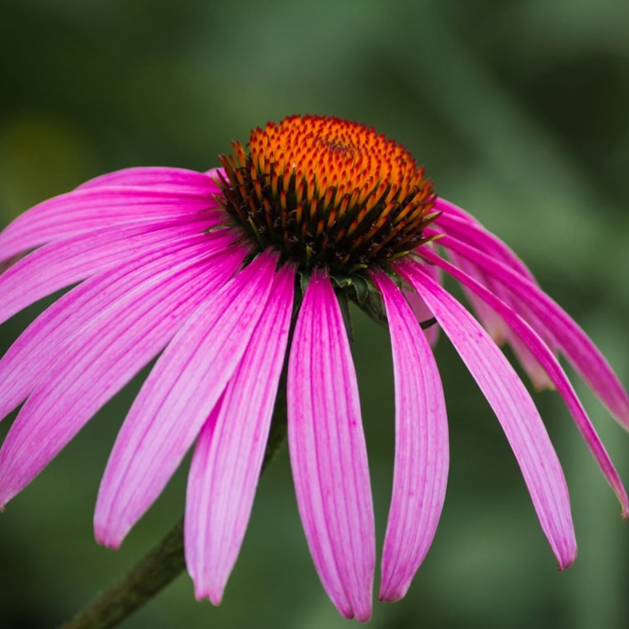 Coneflower