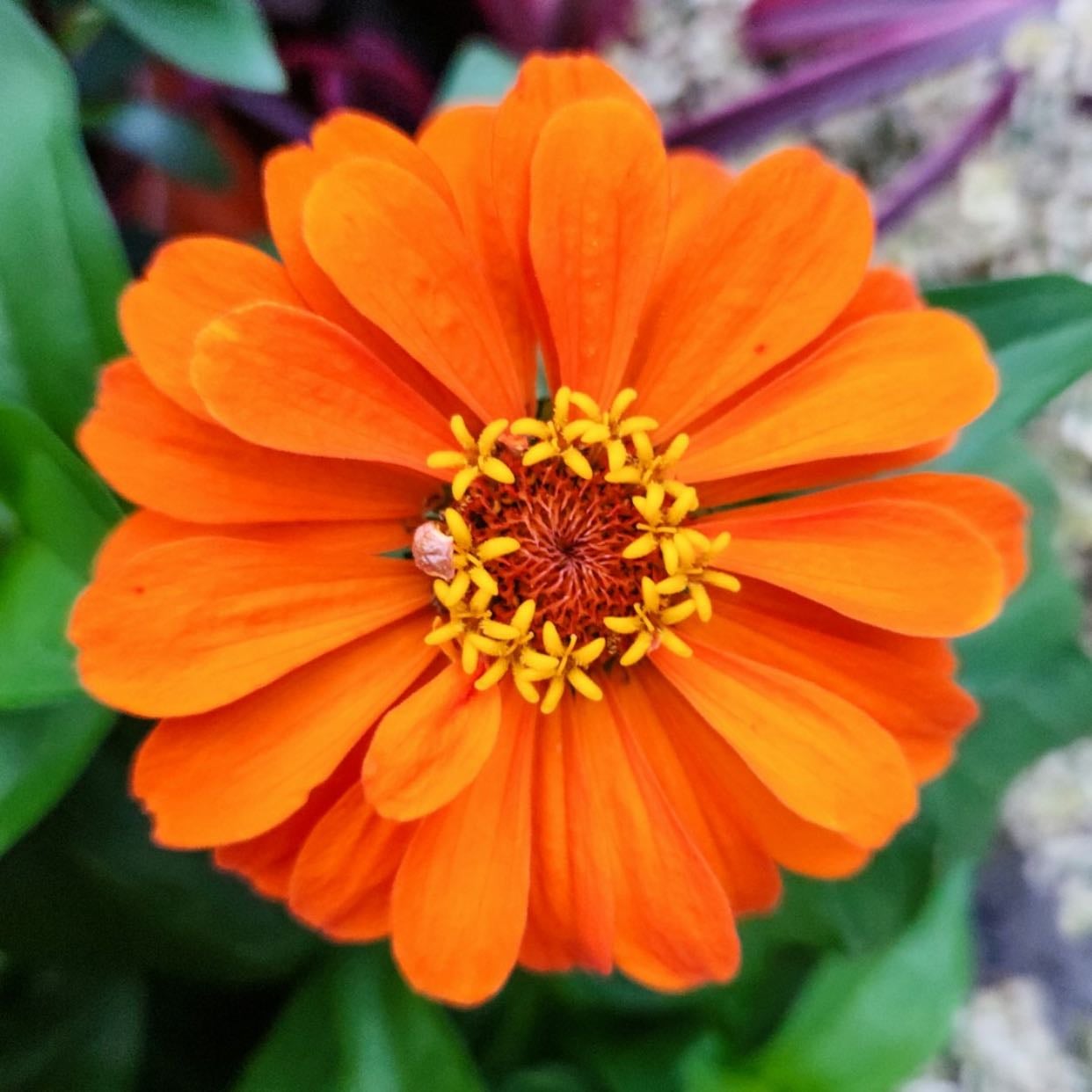 Orange Zinnia