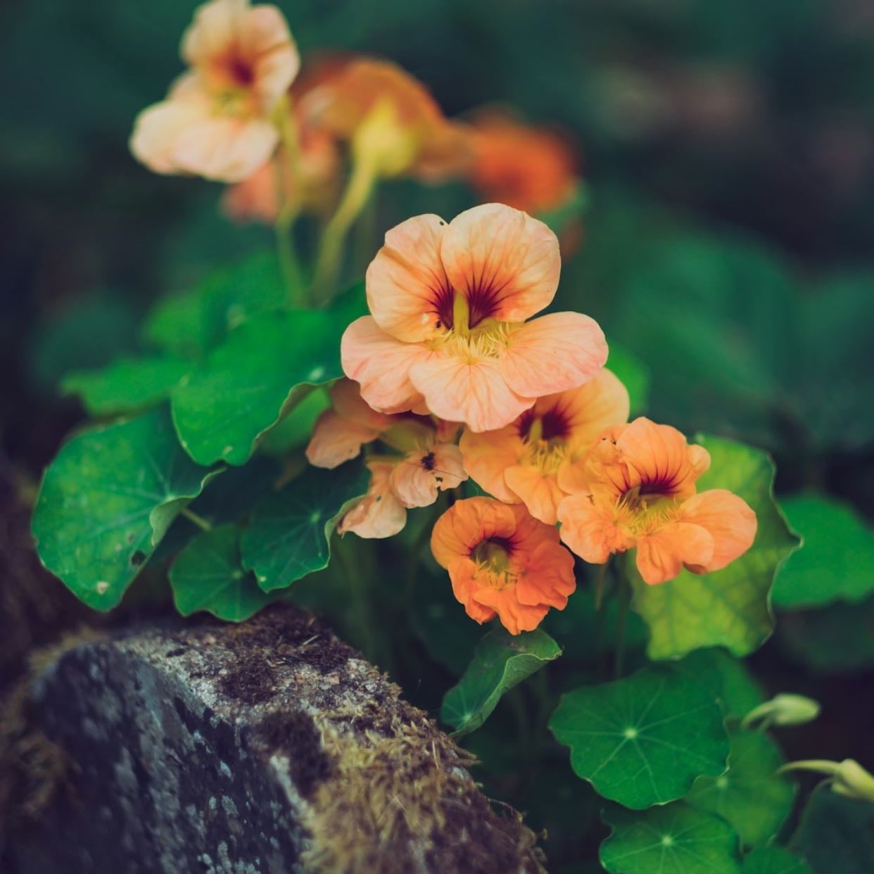 Orange Nasturtium