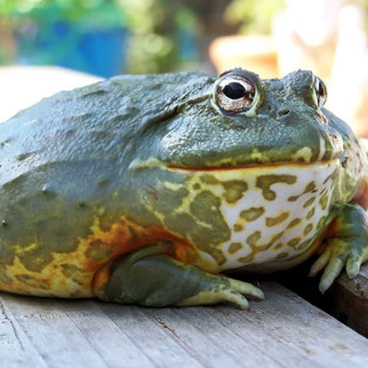 Conraua goliath