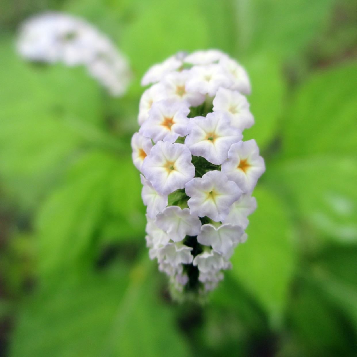 Heliotropium arborescens