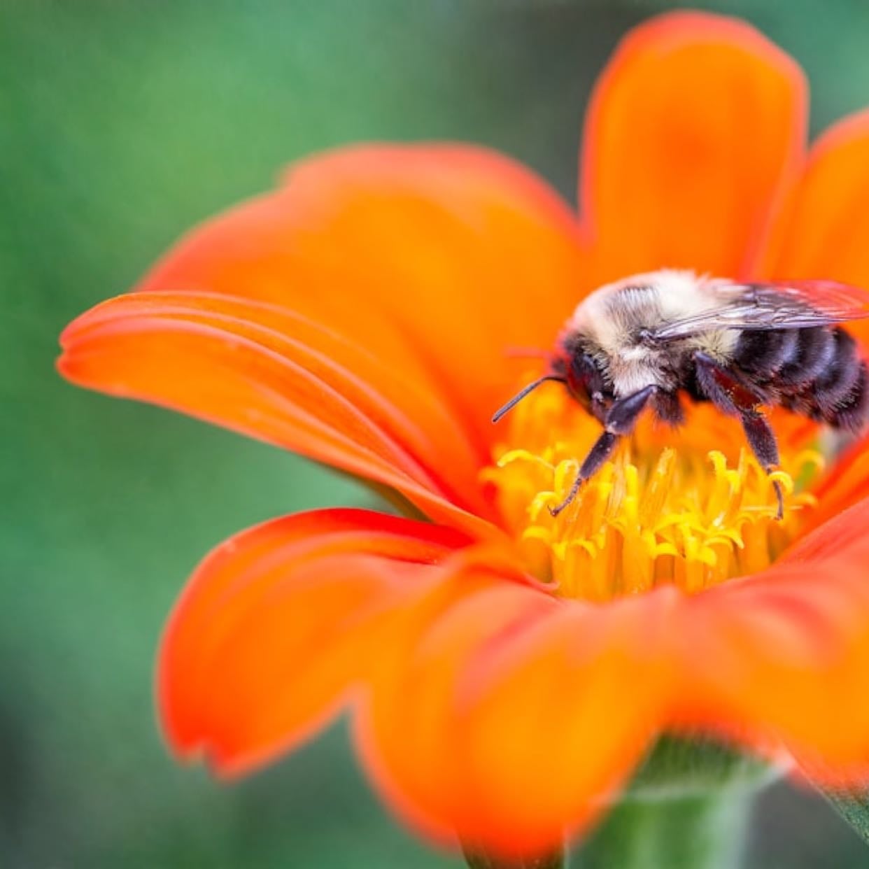 Tithonia