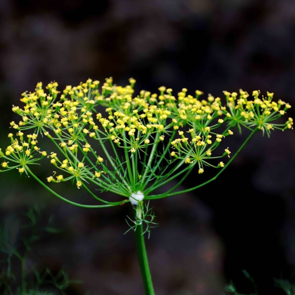 Dill flowers