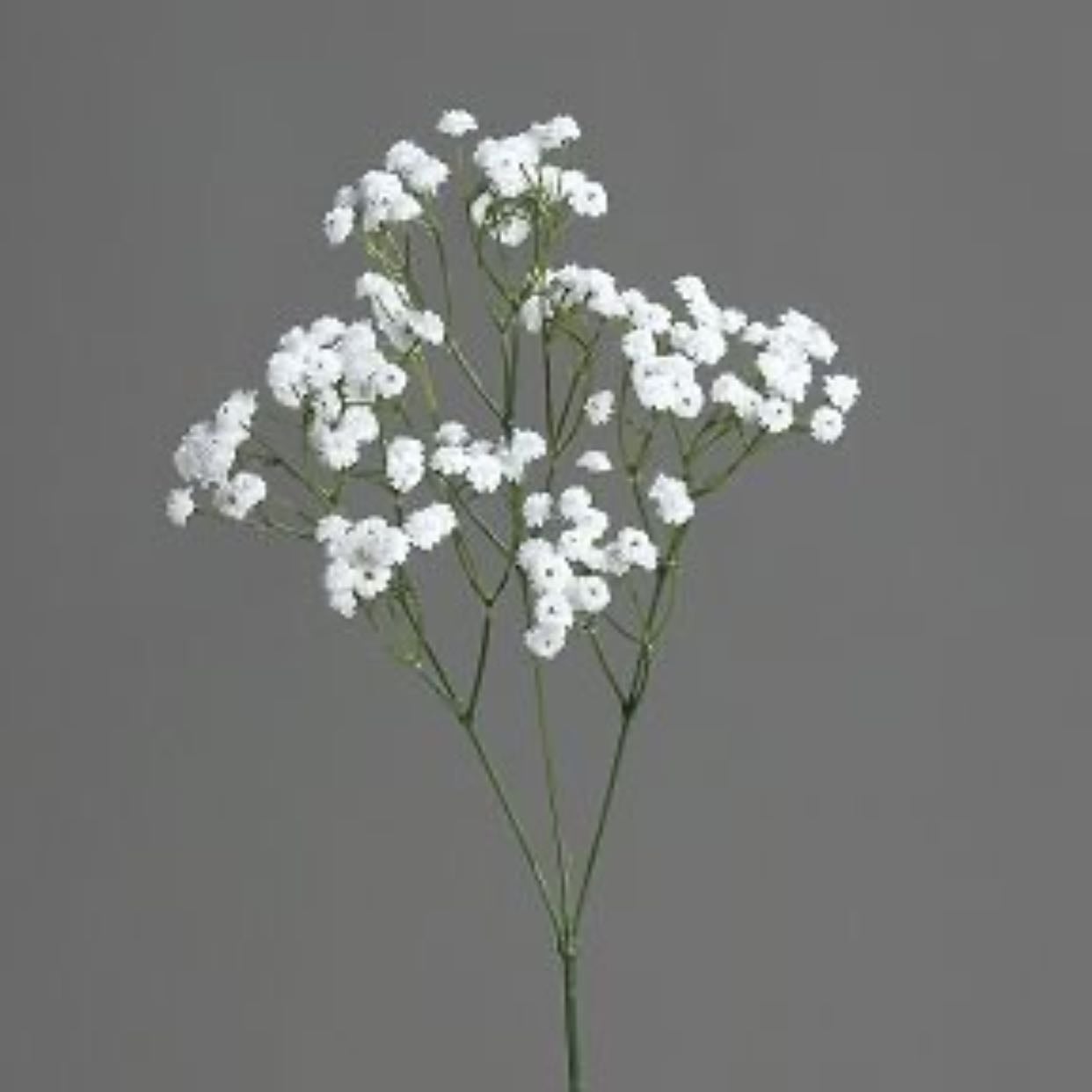 Gypsophile
