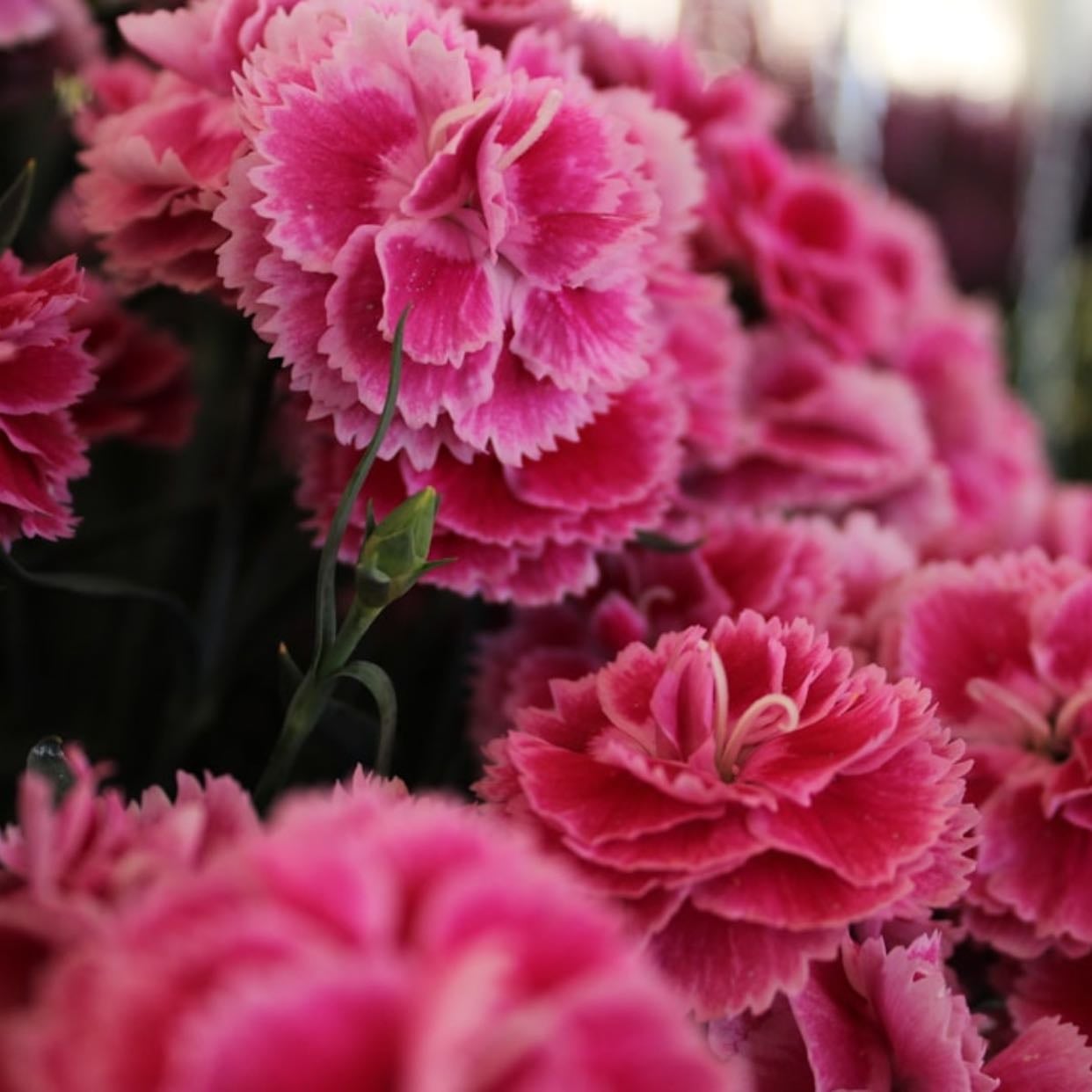 Dianthus