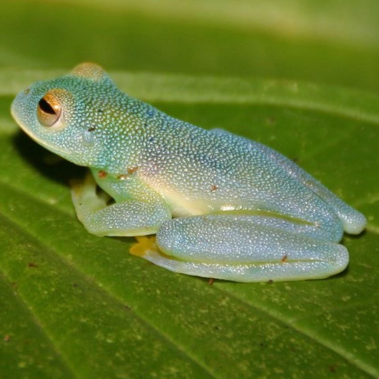Glass Frogs