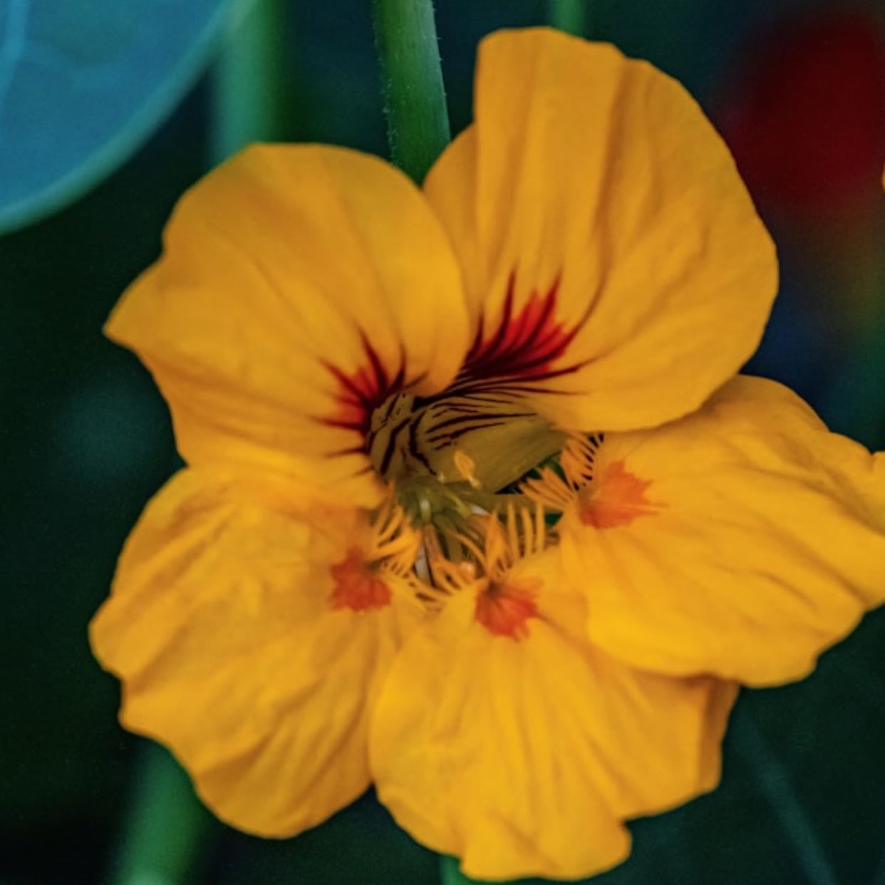 Nasturtium